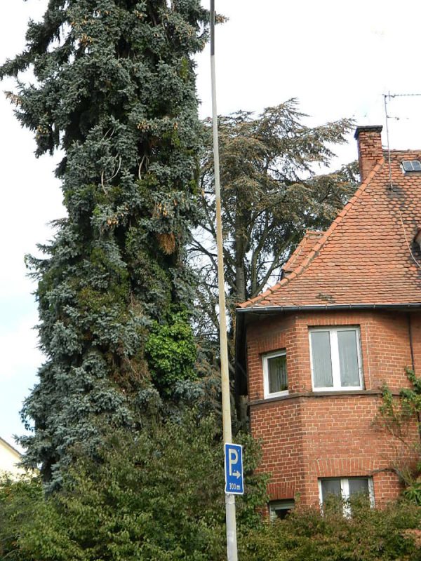 denkmalgeschuetzte-villa-baumbestand